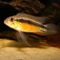 Миниатюрни съдържание аквариумни риби Tetradon