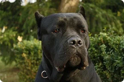 Cane corso, cane corso képek