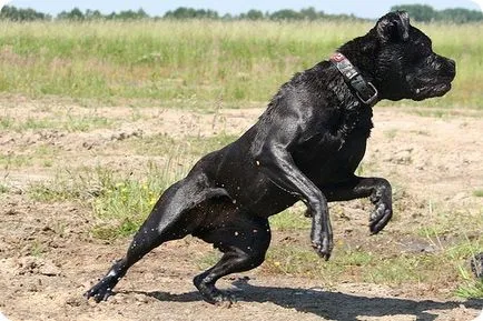 Cane corso, cane corso képek