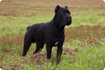 Cane corso, cane corso képek