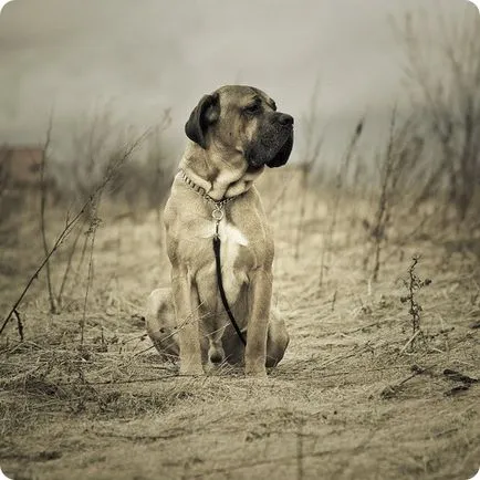 Cane corso, cane corso képek