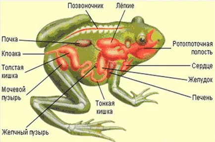 Клас земноводни (земноводни)