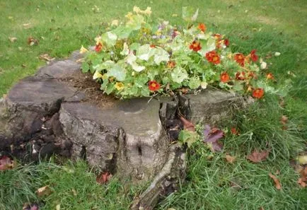 Un pat de flori de frumos ciot de copac sau butuc pentru fiecare zi