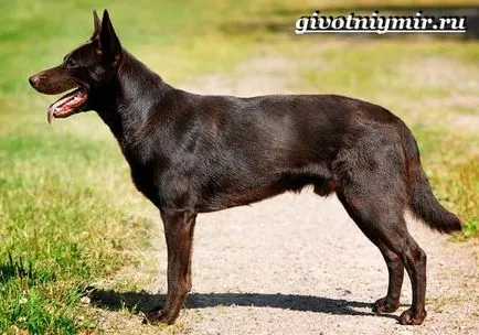 Kelpie rasa de câine