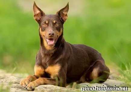 Kelpie rasa de câine