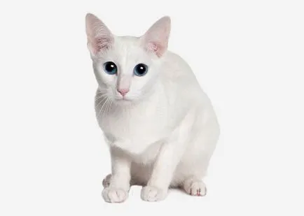 Celtic fajta macskák a fotó; hogyan néz ki és úgy viselkednek, kelta, a macska és a macska