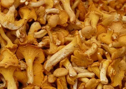 De ce vis de chanterelles, sonmir