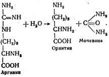A végtermékek az összeomlás az aminosavak