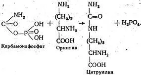 Produsele finale ale colapsului aminoacizilor