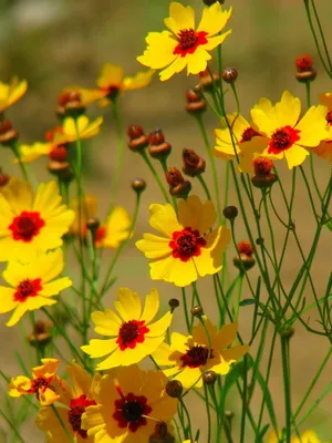 Szépecske éves fotók és leírások a növények ültetése és gondozása virág