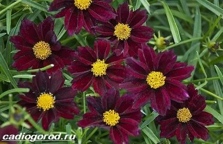 floare coreopsis