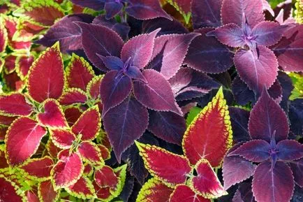 Coleus (Krapivka) plantarea și îngrijirea la domiciliu, fotografii, specii