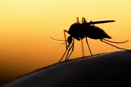 Mosquitos - Vis Interpret va interpreta acest semn