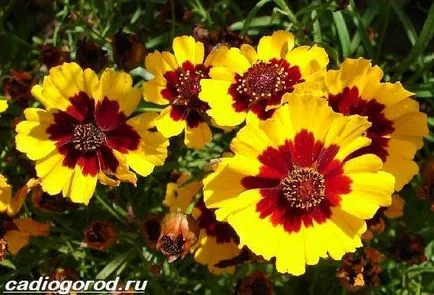 floare coreopsis