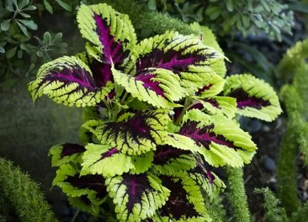 Coleus (Krapivka) plantarea și îngrijirea la domiciliu, fotografii, specii