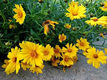 Coreopsis fotografie și specii, plantare și îngrijire de flori