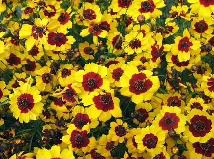 Coreopsis fotografie și specii, plantare și îngrijire de flori