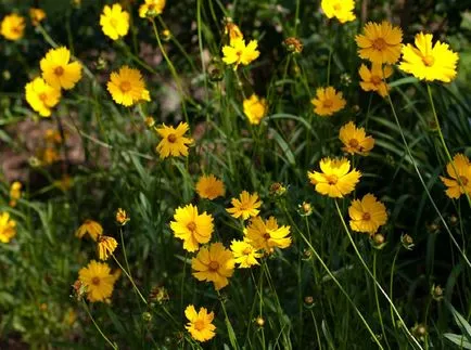 Coreopsis fotografie și specii, plantare și îngrijire de flori