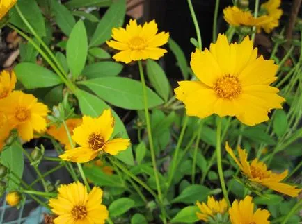 Coreopsis fotografie și specii, plantare și îngrijire de flori