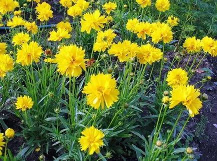 Coreopsis fotografie și specii, plantare și îngrijire de flori