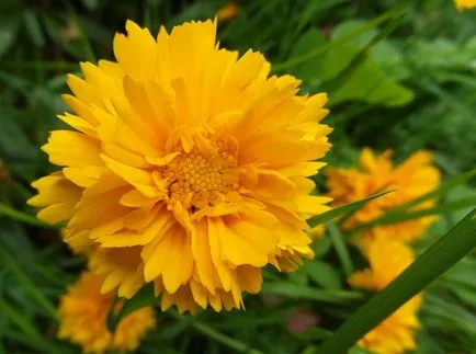 Coreopsis fotografie și specii, plantare și îngrijire de flori