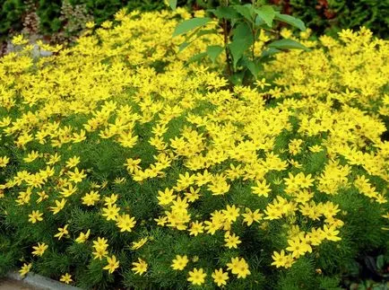 Coreopsis fotografie și specii, plantare și îngrijire de flori