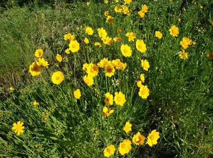 Coreopsis fotografie și specii, plantare și îngrijire de flori