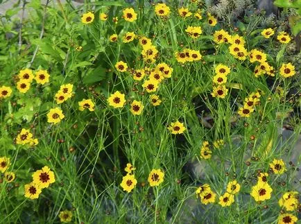 Coreopsis fotografie și specii, plantare și îngrijire de flori