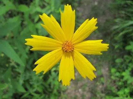 Coreopsis fotografie și specii, plantare și îngrijire de flori