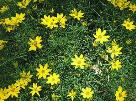 Coreopsis fotografie și specii, plantare și îngrijire de flori