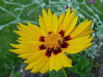 Coreopsis fotografie și specii, plantare și îngrijire de flori