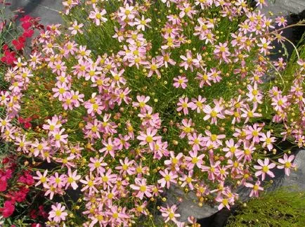 Coreopsis fotografie și specii, plantare și îngrijire de flori