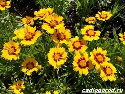 floare coreopsis