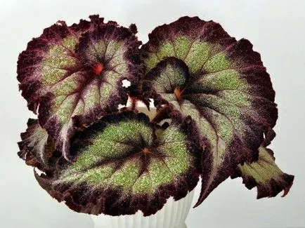 Саксийни растения с красиви листа, мамо онлайн