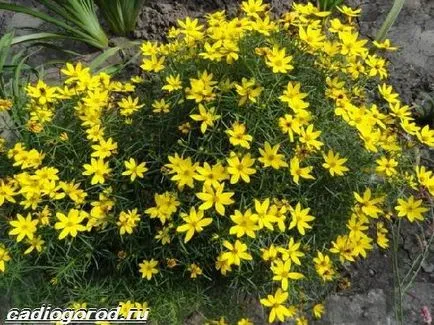 floare coreopsis