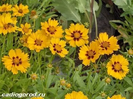 floare coreopsis