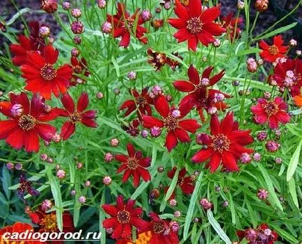 floare coreopsis