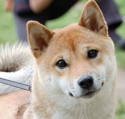 Корейски Чиндо (Jinda) се размножават описание, характеристики, снимки, всичко за кучета