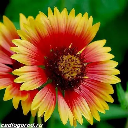 floare coreopsis