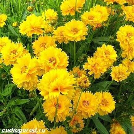 floare coreopsis