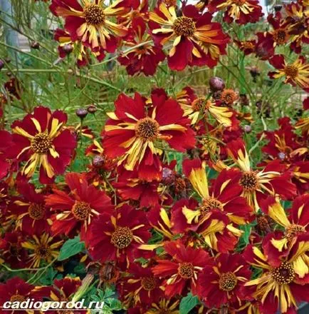 floare coreopsis