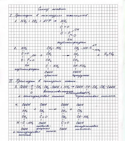 A végtermékek a szétesését aminosavak - studopediya