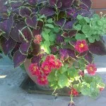 Смъдене и към коя от Coleus