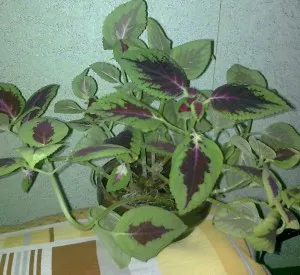 Смъдене и към коя от Coleus