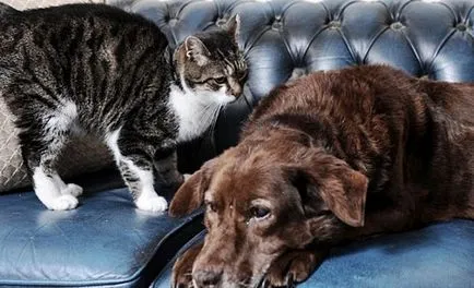 Котката стана водач за слепи кучето, информативни и интересни снимки смешно снимки