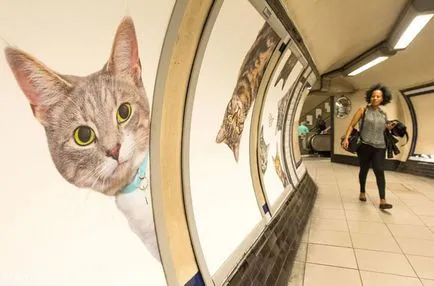 Seals támadó az összes reklám a londoni metró váltotta plakátok macskák
