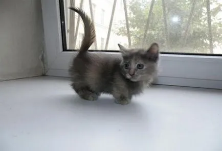 Munchkin котка Цена, Фото Видео, описание порода, преглед на собствениците