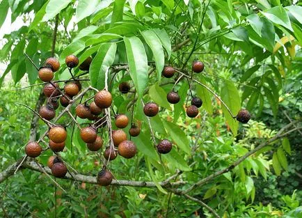 Kozmetikai Vietnam ellátás, fiatalító és az átalakulás, Vietnam