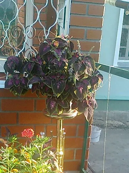 Смъдене и към коя от Coleus