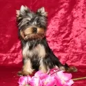 Cumpara un catelus Yorkshire Terrier (York) preturi ieftine mini la Moscova, fotografii, superminiki